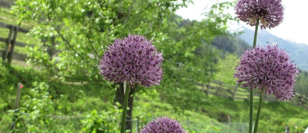 Haus Hubert, 阿尔茨尔因皮茨河谷 — 照片 1