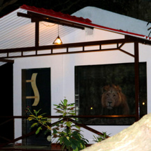 The Wilds Villa Gir Resort with Swimming Pool, 萨赞 — 照片 3