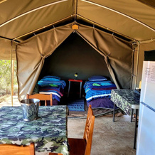 Thorn Tree Bush Camp, 库里南 — 照片 5