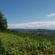 Agriturismo Solestelle, 瓜雷内 — 照片 3