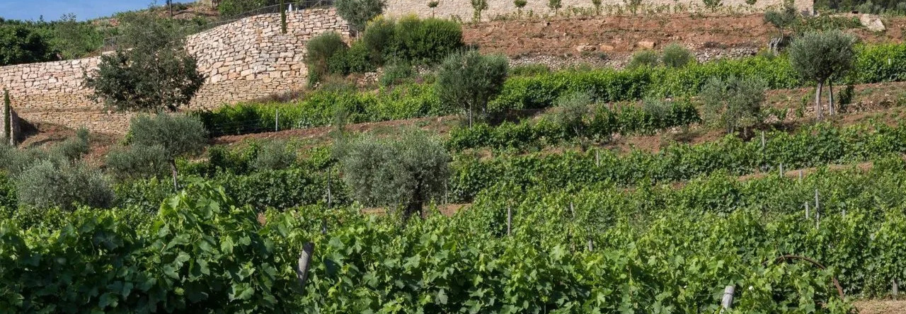 Domaine de la Font des Pères, Le Beausset — photo 1