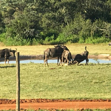 Olievenfontein Private Game Reserve, 瓦尔瓦特 — 照片 4