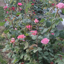 La Casa Delle Rose 1, 吉巴 — 照片 5