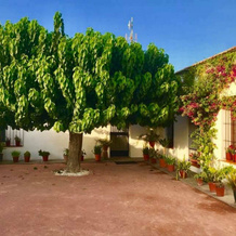 Casa Rural La Morera, 多洛雷斯 — 照片 5