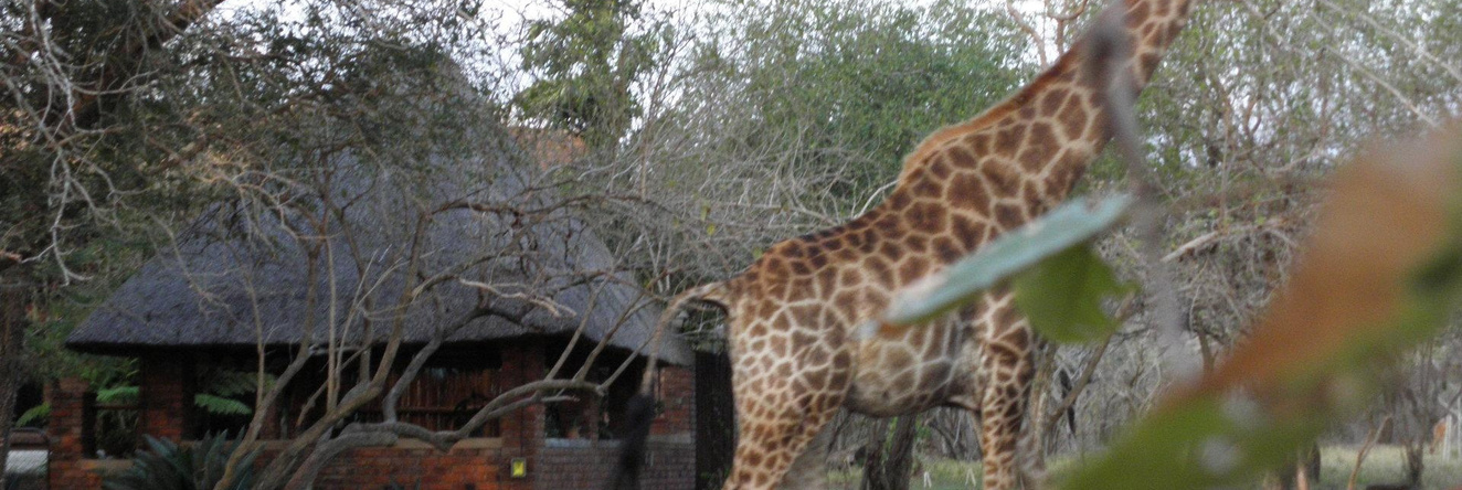 Doringpoort Safari Lodge, 马洛斯公园 — 照片 1