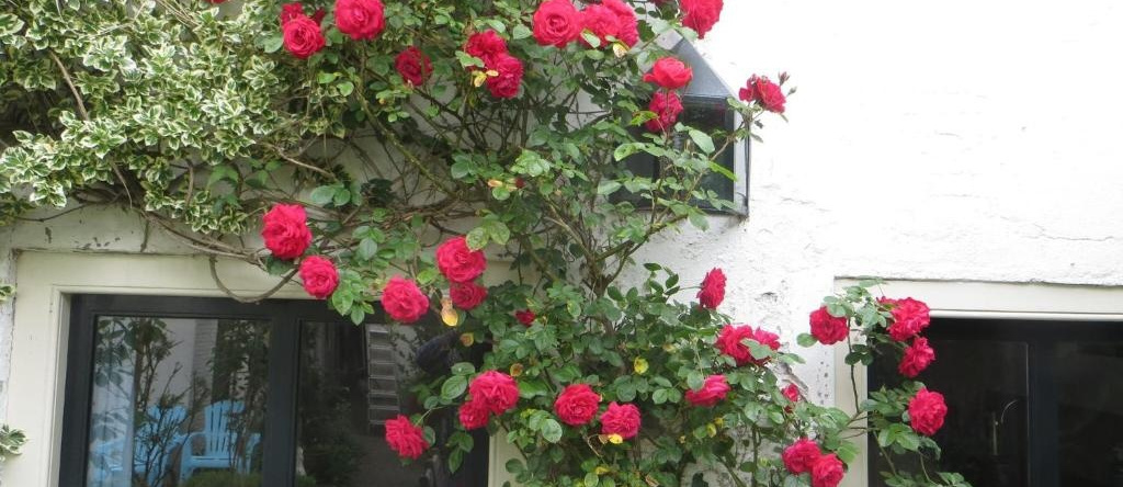Apple Tree Cottage - discover this charming canal home in our idyllic garden, Gouda — photo 1
