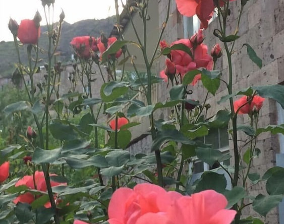 Guest house in Alaverdi, 阿拉韦尔迪 — 照片 1