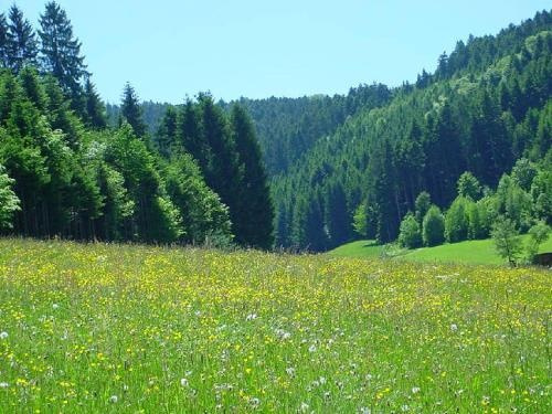 Müllerleile-Hof, Haslach im Kinzigtal — photo 1