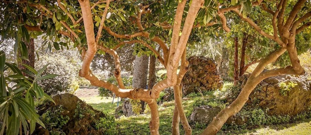 Santoro Country House, Linguaglossa — photo 1