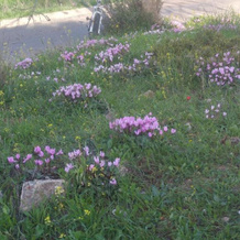 The OLive Tree, Newe Ilan — photo 2