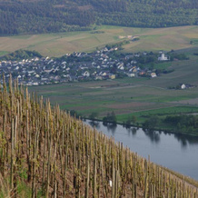 Weingut Weich, 里奥尔 — 照片 3