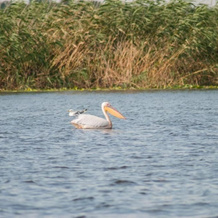 Delta Nature Resort, 图尔恰 — 照片 5