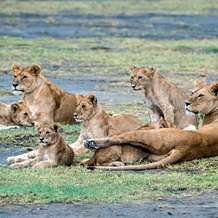 Lake Ndutu Luxury Tented Lodge, 恩戈罗恩戈罗保护区 — 照片 4