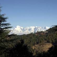Tree of Life Grand Oak Manor, Binsar Wildlife Sanctuary, 阿尔莫拉 — 照片 3