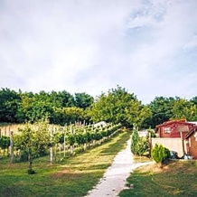 Dutch Hill, Zalacsany — photo 4