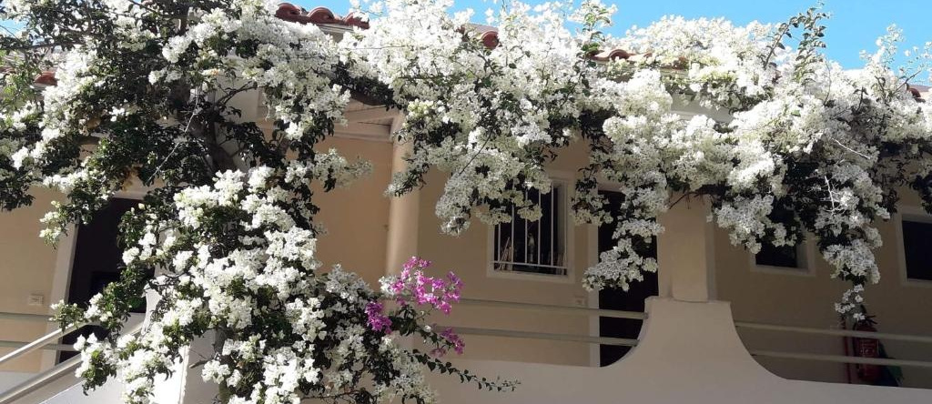 Makis Apartments, Arillas — photo 1