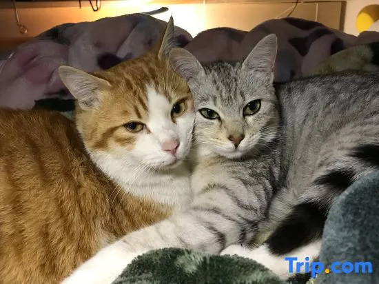 Misato Kinenkan, A Guest House Full of Cats, 平川 — 照片 1