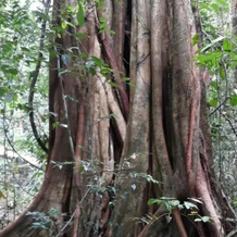 Rainforest River Edge, Poddana — photo 2