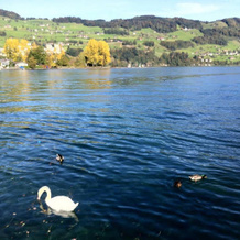 Rigiblick am See, 布奥克斯 — 照片 5