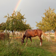 Jurten Camp Almaluu, Ton — photo 4