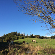 Gfrerer-lipp Feldkirchen, Steindorf am Ossiacher See — photo 2