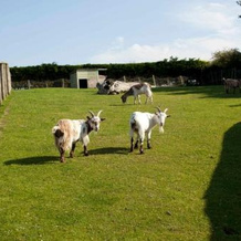 Wooda Farm Holidays, Bude — photo 5