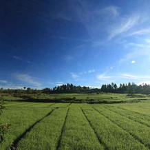 Piltik Homestay, Siborongborong — photo 2