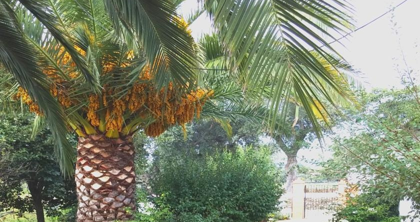 Huerta del Sol, Linares de la Sierra — photo 1