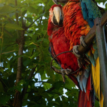Polonezköy Country Club & Accommodation in the Wildlife Park, 波洛内兹柯伊 — 照片 3