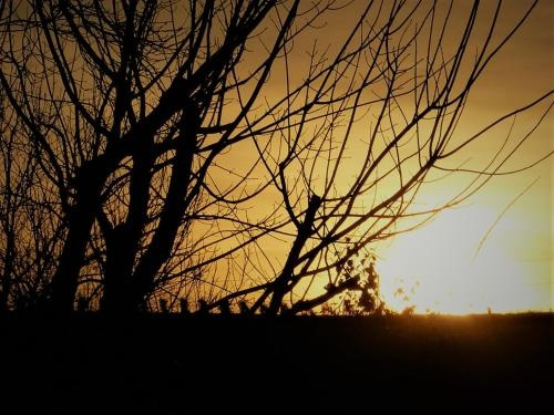 Au Nid Des Vignes, 科扎克叙尔韦尔 — 照片 1