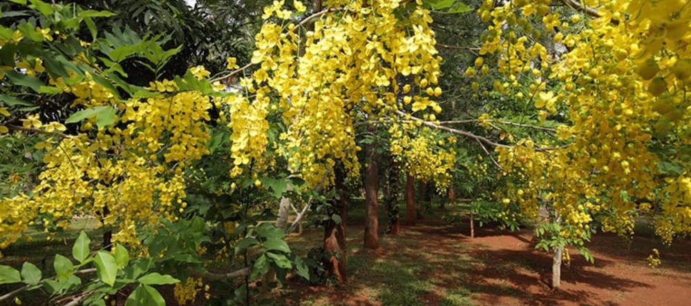 Shreyas Yoga Retreat, Bangalore, 内拉曼加拉 — 照片 1
