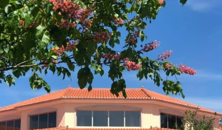 Quinta Dona Adelaide, 瓦尔帕苏什 — 照片 1