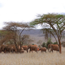 Taita Hills Safari Resort & Spa, Tsavo — photo 2