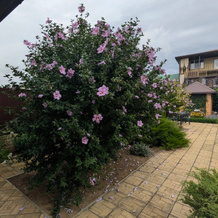 Solnechniy Living quarters, 韦谢洛夫卡 — 照片 3