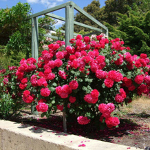 Mossbrook Country Estate Bed & Breakfast, 卡洛塔 — 照片 4