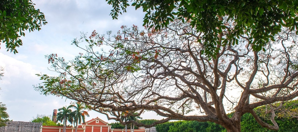 Hacienda Xtepén, 特科 — 照片 1