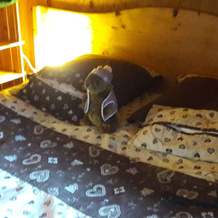 Chalet du Feignolé, Gerbepal — photo 4