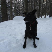 Pension Sonnleit´n - Urlaub mit Hund, Zwiesel — photo 3