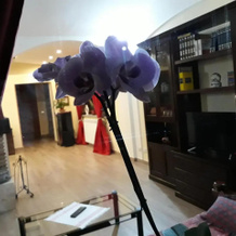 La Camelia B&B, Веллетри — фото 2