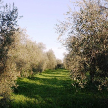 Agriturismo Vigna Mai, 马利亚诺因托斯卡纳 — 照片 4