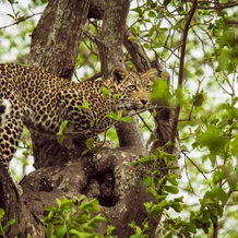 Chitwa Chitwa, Kruger National Park — photo 4