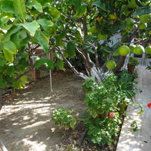 Cozy Citrus Garden House by the Seaside., Ormos Korthiou — photo 3
