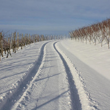 Schwarzer Adler Weingut, Ипсхайм — фото 2