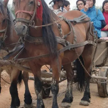 Pension Doru, 贝利斯 — 照片 5