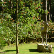Hollicarrs - Woodland Lodge, 塞尔比 — 照片 2