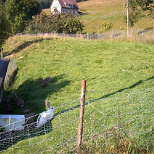 Gasthaus Pension Erlenhof, 阿尔皮尔斯巴赫 — 照片 5