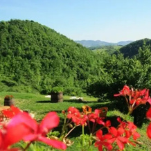 Agriturismo Carincone, 佩尔戈拉 — 照片 2