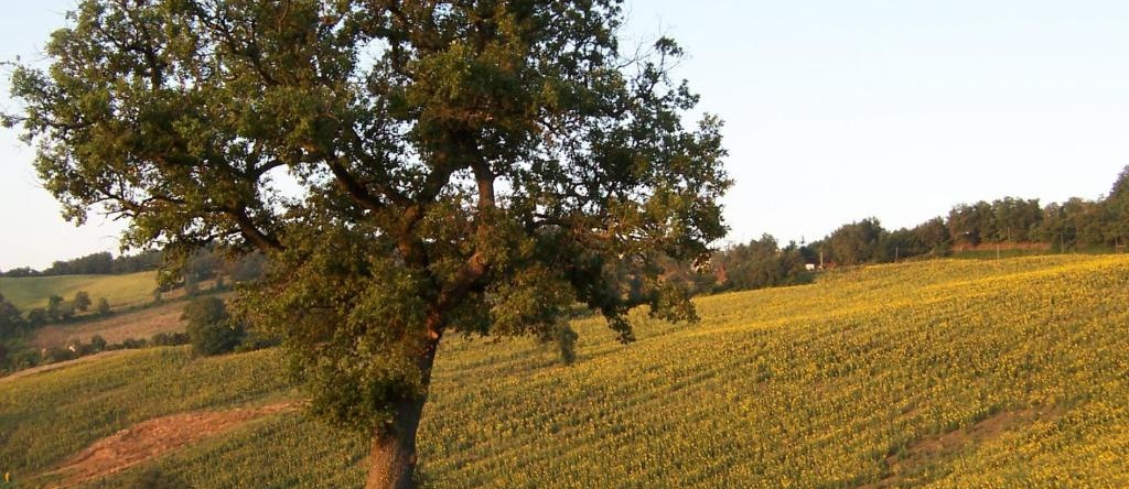 Podere del Fagiano, 托伦蒂诺 — 照片 1