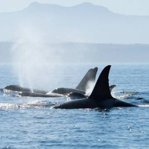 Orca View Cottage, 奥特角 — 照片 5