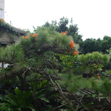 Joyful Chingushi <Tokashikijima>, Tokashiki — photo 5